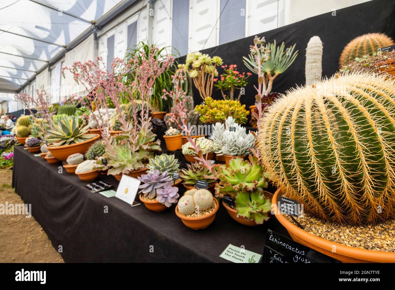 Spettacolo vincitore della medaglia d'oro Ottershaw Cacti nel Great Pavilion al RHS Chelsea Flower Show, Royal Hospital Chelsea, Londra SW3, settembre 2021 Foto Stock