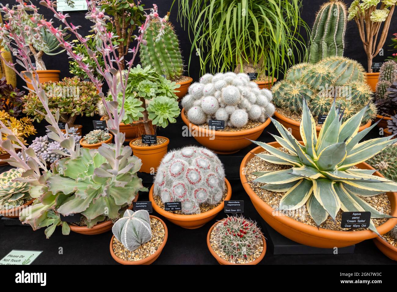 Spettacolo vincitore della medaglia d'oro Ottershaw Cacti nel Great Pavilion al RHS Chelsea Flower Show, Royal Hospital Chelsea, Londra SW3, settembre 2021 Foto Stock