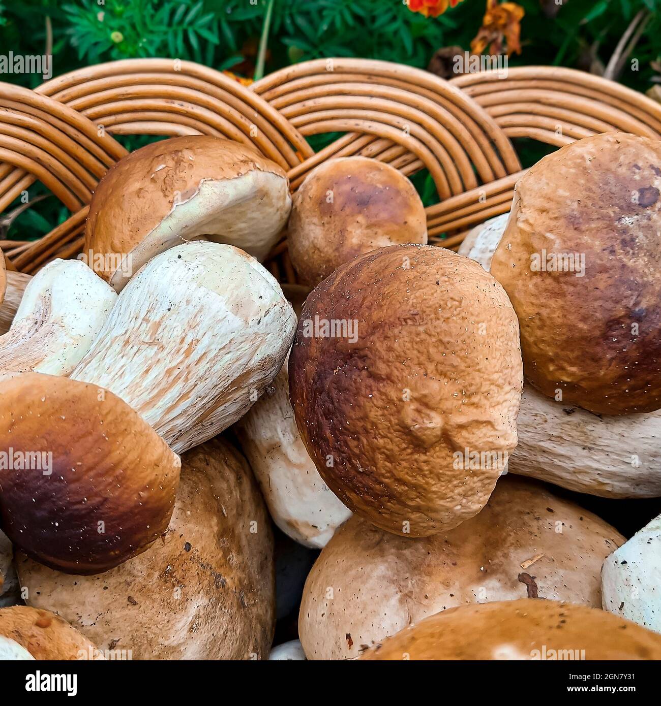 Funghi. Cestino completo con funghi in primo piano Foto Stock