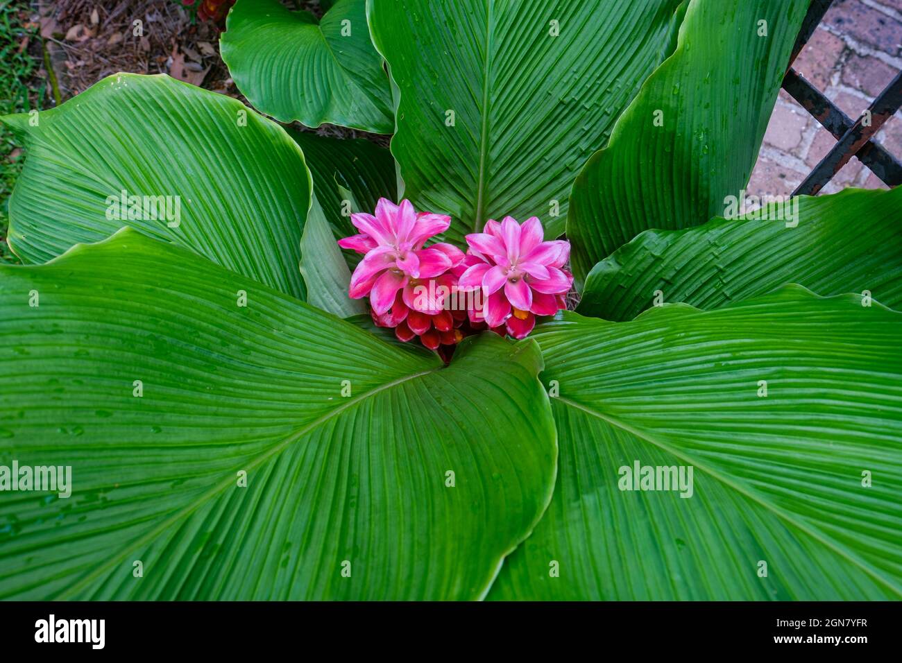 Tulipano rosa di Siam con fondo verde a foglia larga Foto Stock