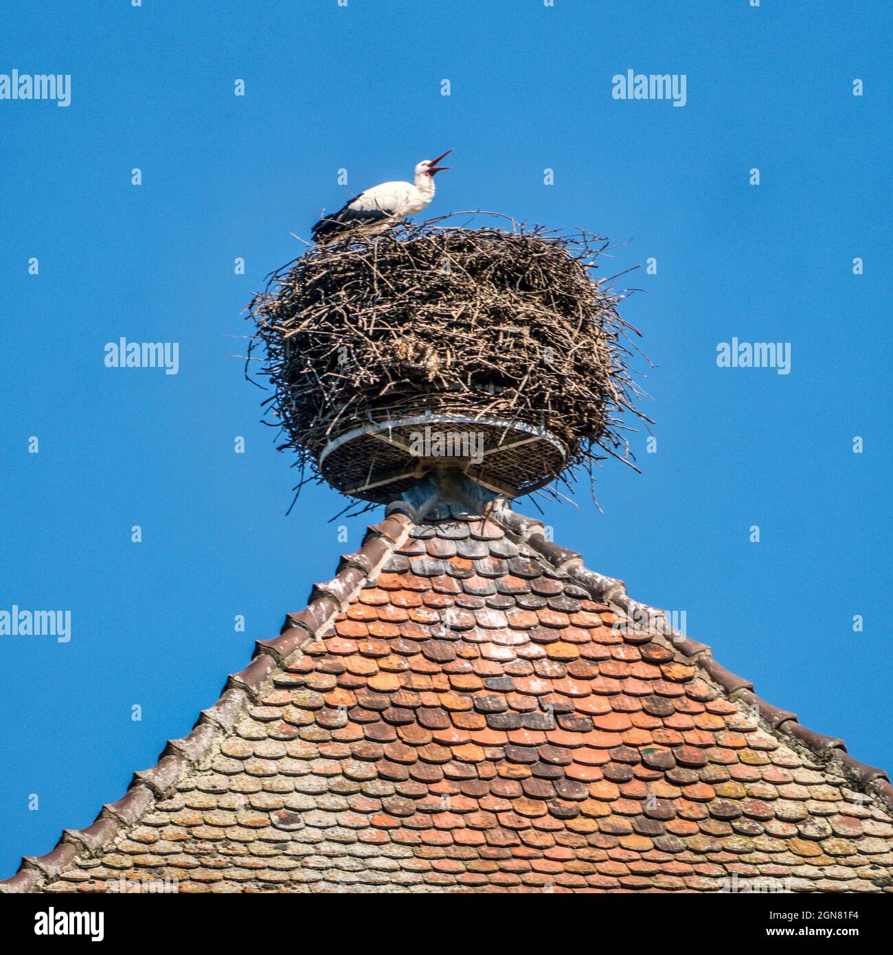 Weißstorch (Ciconia ciconia) im Nest in Kaysersberg, Département du Haut-Rhin , Region Grand Est, Elsässische Weinstrasse, Elsass, Frankreich Foto Stock