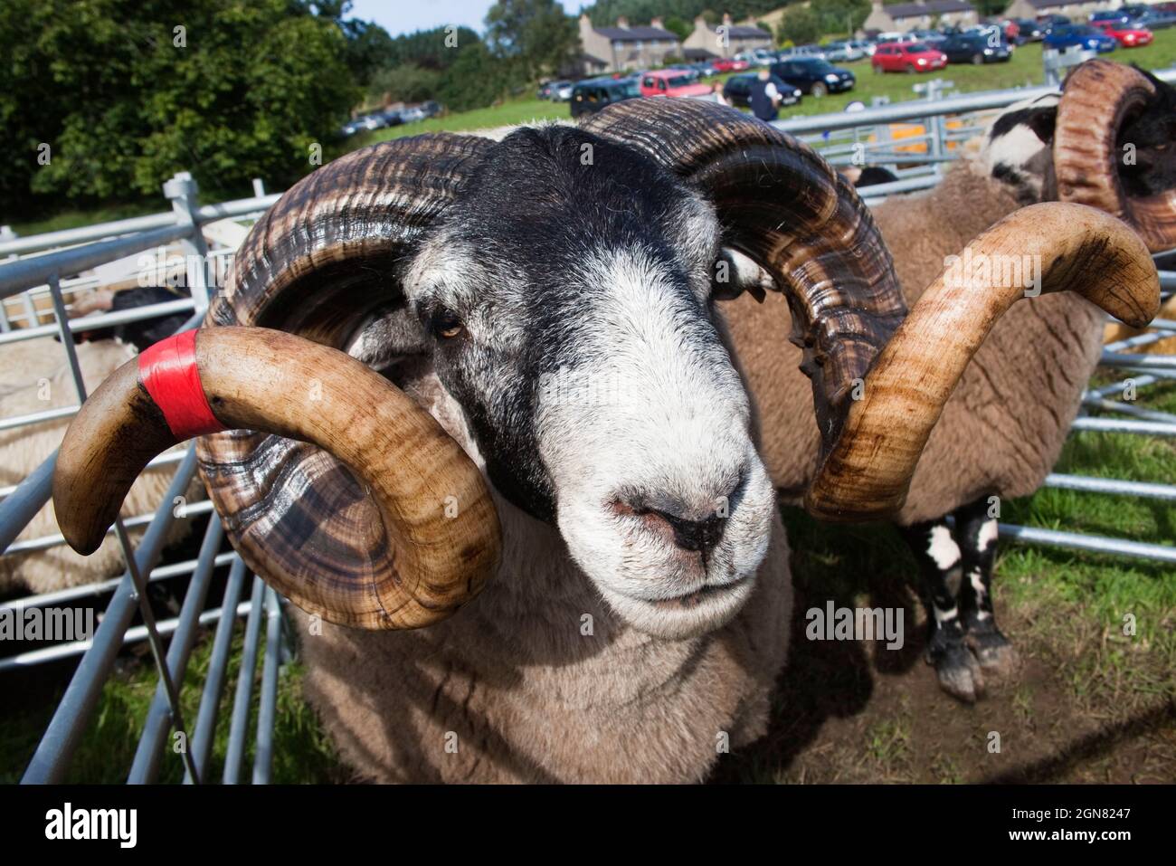 Blackface ram in pecore penne ad upland show, Falstone Border Pastore mostra, Northumberland, Regno Unito Foto Stock