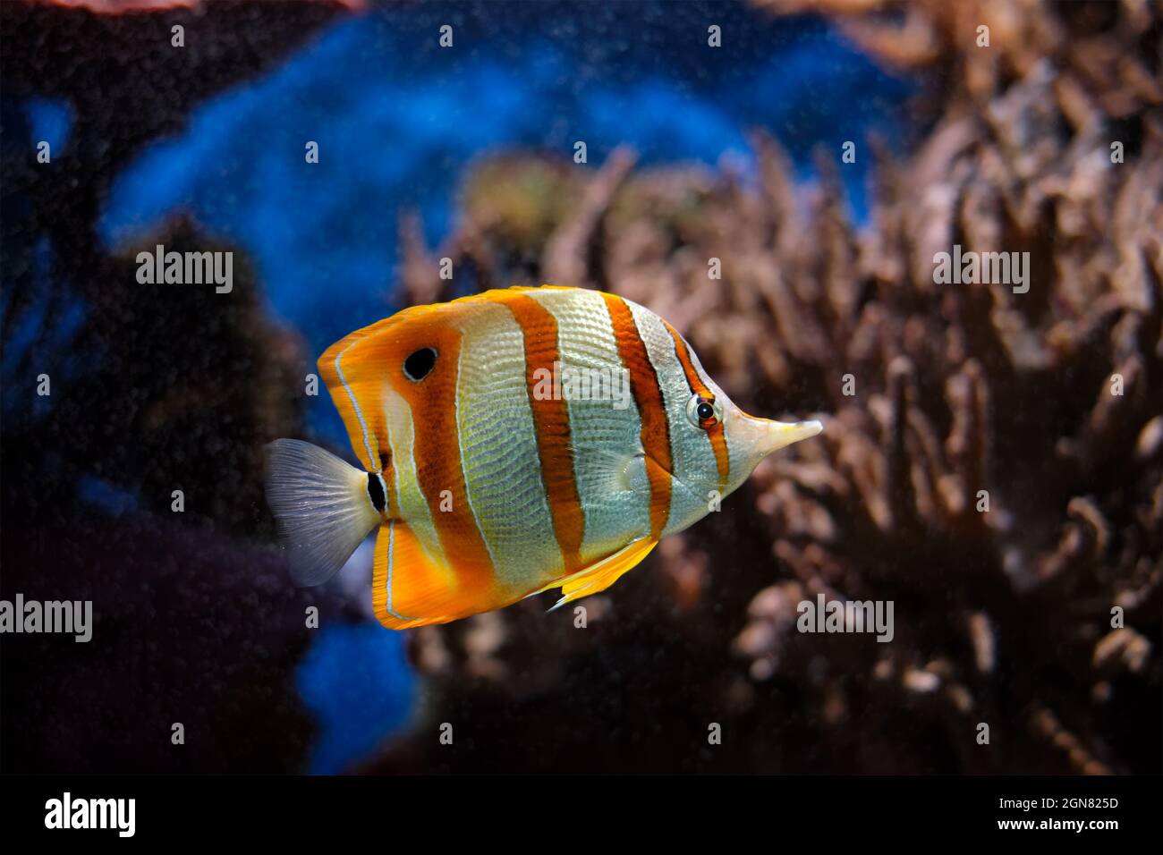 Copperband butterflyfish Chelmon rostratus Foto Stock