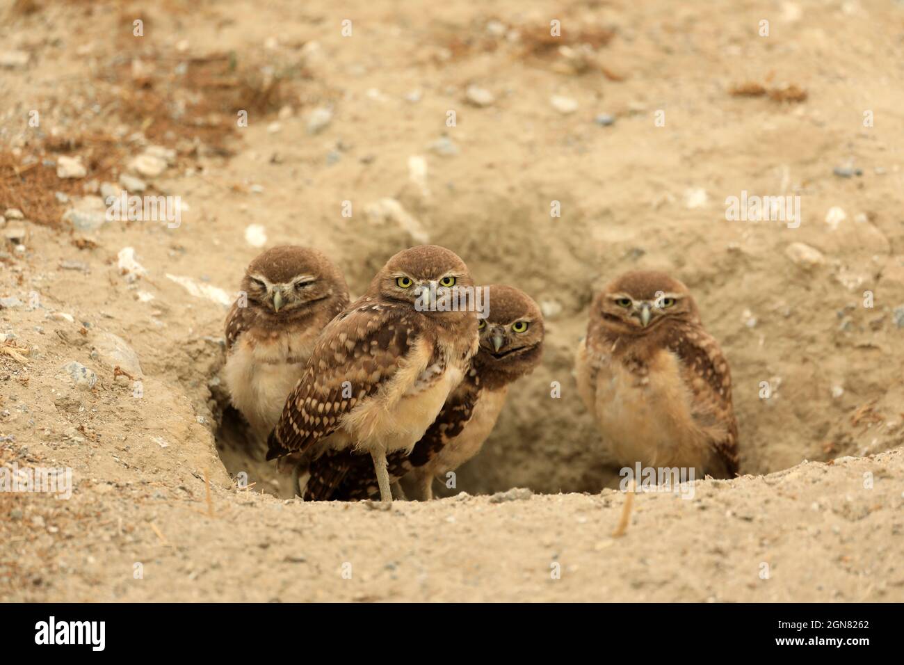 Le civette di Burrowing giovanile nella California del sud nel loro habitat selvaggio Foto Stock