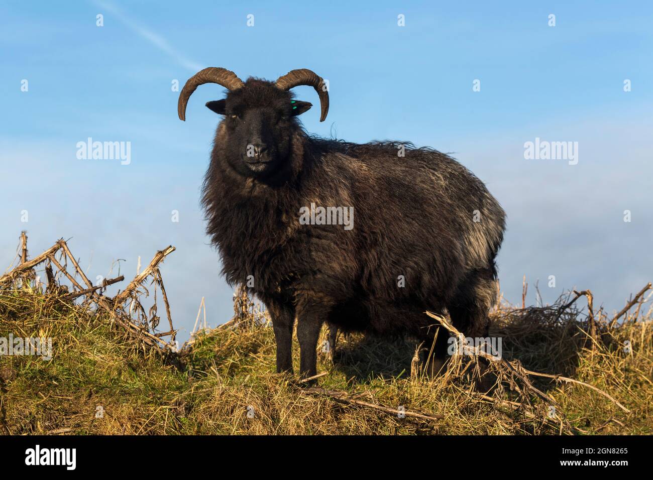 Pecore Ebridi, razza rara usata nel pascolo conservativo, Caerlaverock Wildfowl e Wetland Trust Reserve, Dumfries e Galloway, Scozia, Regno Unito Foto Stock