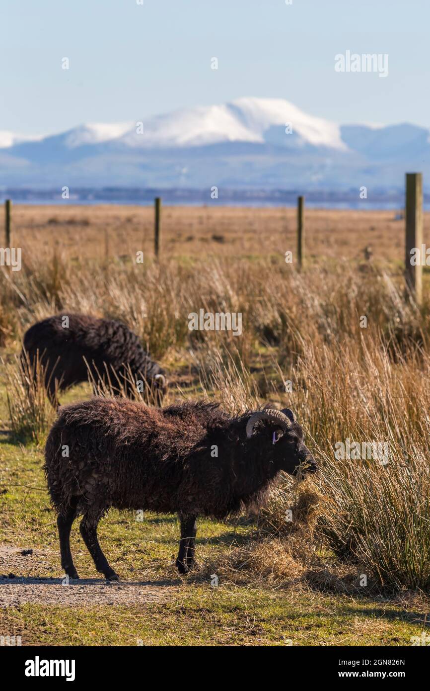 Pecora di Ebridea, razza rara utilizzata nel pascolo di conservazione, Caerlaverock Wildfowl e Wetland Trust Reserve, Dumfries e Galloway, Scozia, Regno Unito, marzo Foto Stock