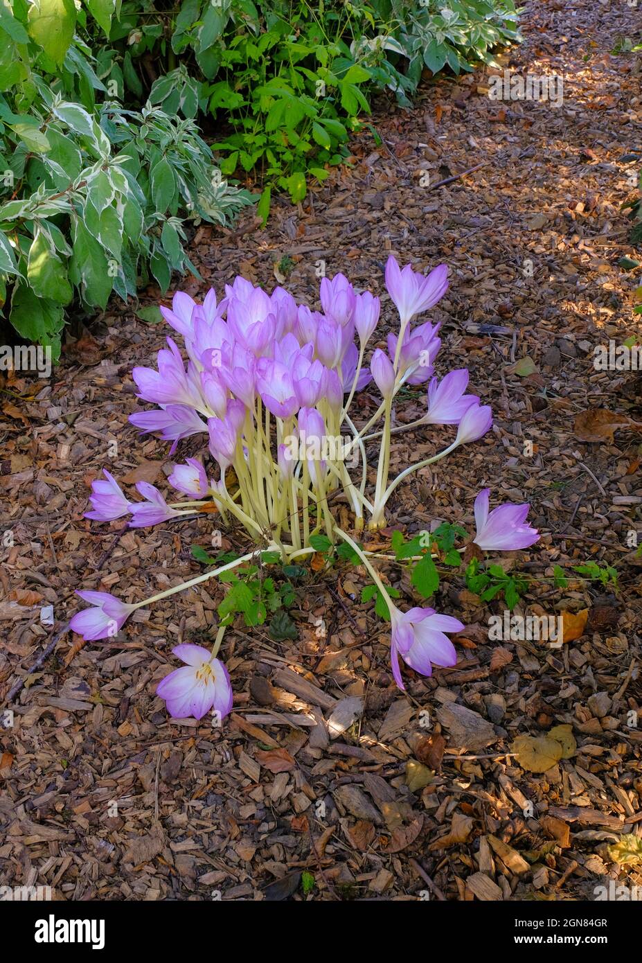 Vividi fiori di crocus di zafferano di mauve nel giardino murato del Meersbrook Park di Sheffield. Foto Stock Vividi fiori di crocus di zafferano di mauve nel giardino murato del Meersbrook Park di Sheffield. Foto Stock