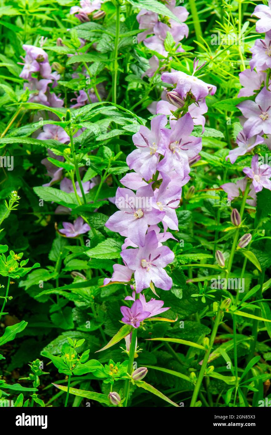 Consolida ajacis o Spur di Cavaliere dubbioso una pianta annuale di fioritura della famiglia Ranunculaceae nativo di Eurasia. Foto Stock