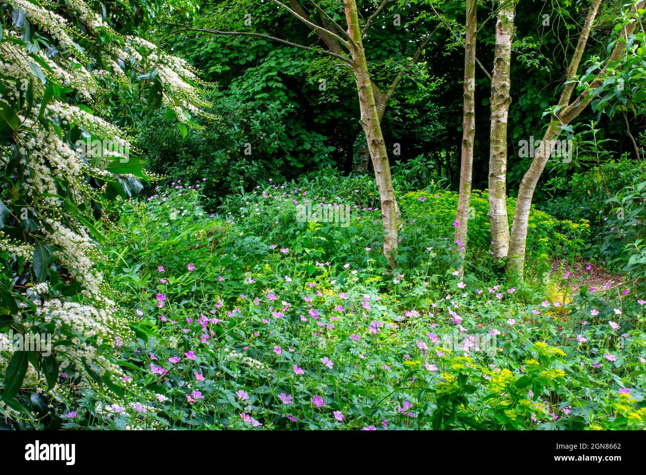 Fiori nel mese di giugno al Goltho Gardens vicino Wragby nel Lincolnshire East Midlands Inghilterra Regno Unito Foto Stock