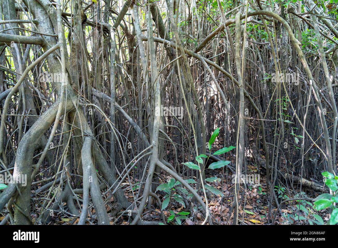 Foresta pluviale amazzonica peruviana Foto Stock