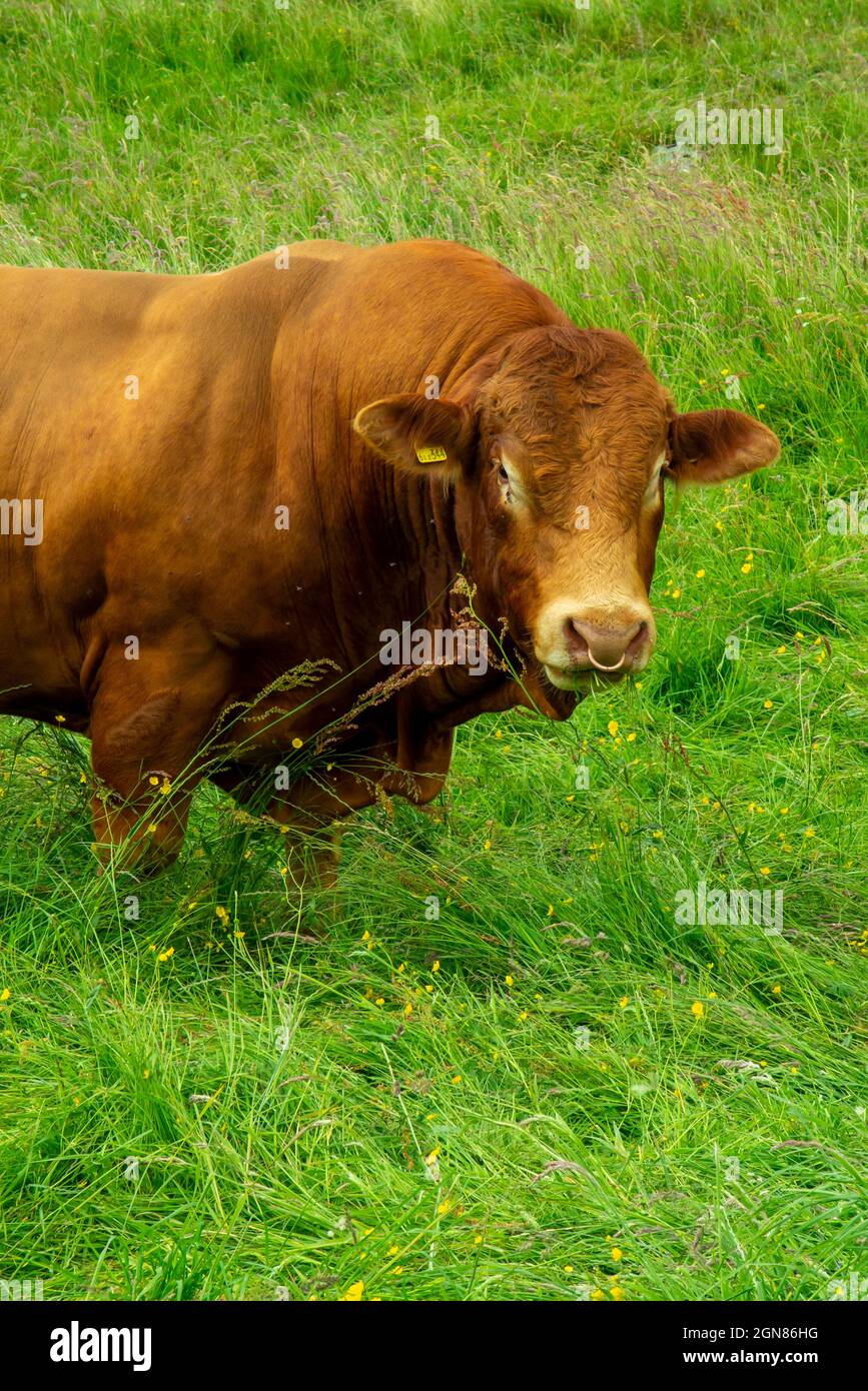 Limousin bull una razza di bovini originari delle regioni Limousin e Marche della Francia. Foto Stock