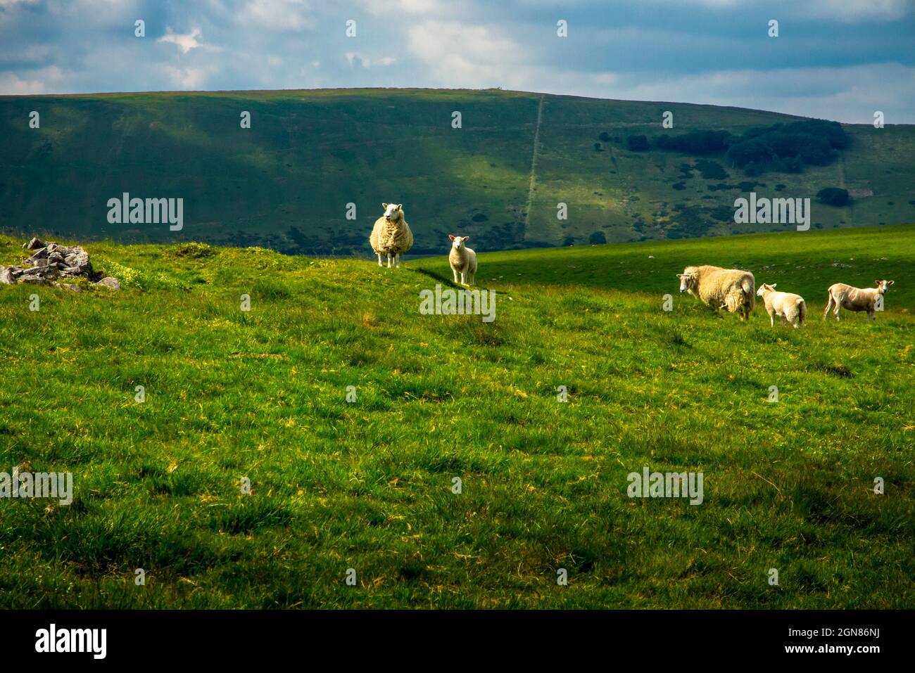 Pascolo di pecore nei campi vicino Castleton nel Peak District National Park Derbyshire Inghilterra Regno Unito Foto Stock