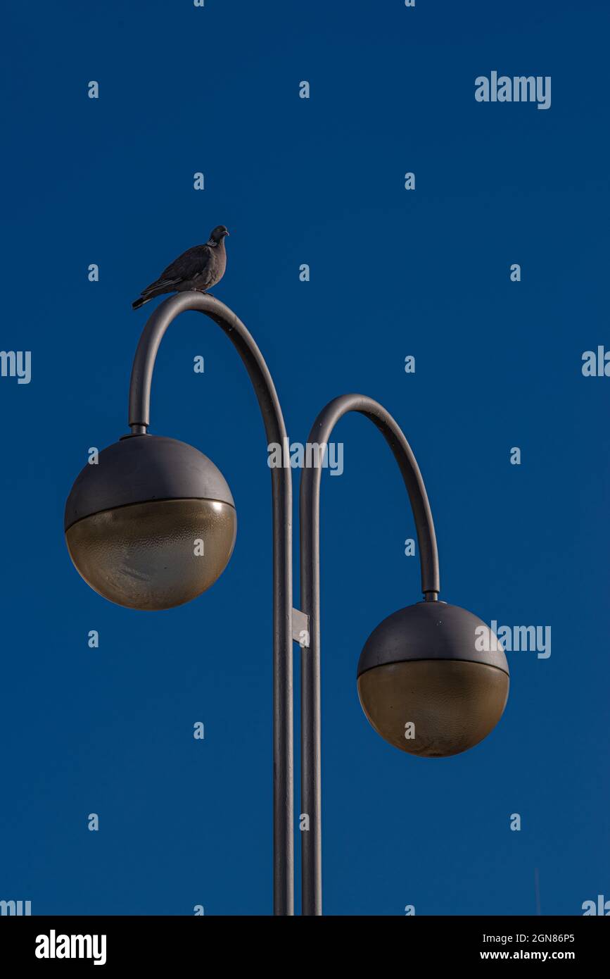 Primo piano di un uccello appollaiato su una lampada stradale in un cielo blu chiaro Foto Stock