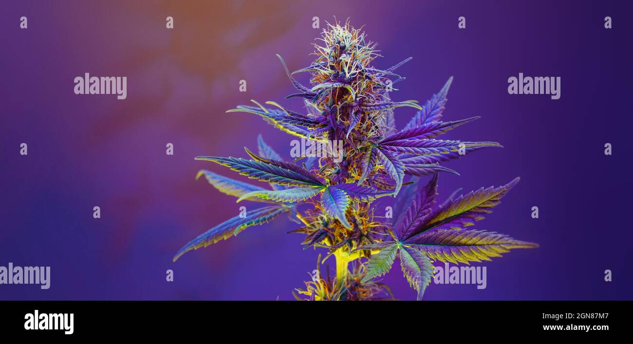Pianta di germazione di Cannabis viola su sfondo viola viola. Lungo banner orizzontale con marijuana colorata. Foto con germoglio di cannabis in estetica moderna Foto Stock