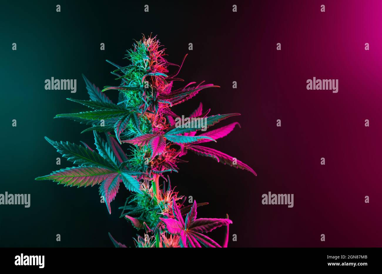 Pianta di cannabis con foglie colorate in rosa neon viola e luci verdi su sfondo scuro. Fotografia estetica della cannabis. Nuovo look moderno sulla marijua Foto Stock