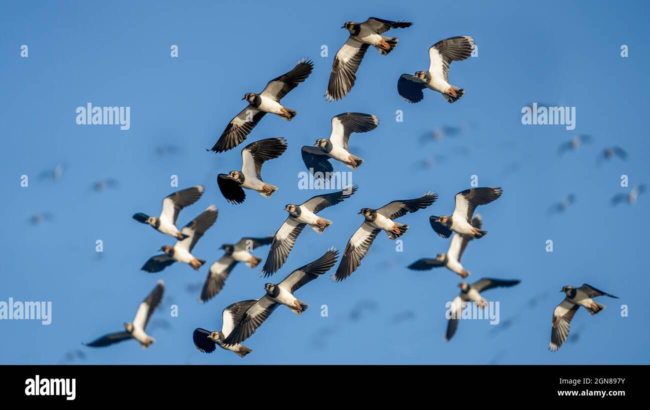 Uccelli del nord Lapwing in una formazione di gruppo volare per evitare l'attacco da predatori nel loro percorso migratorio sulla costa. Foto Stock