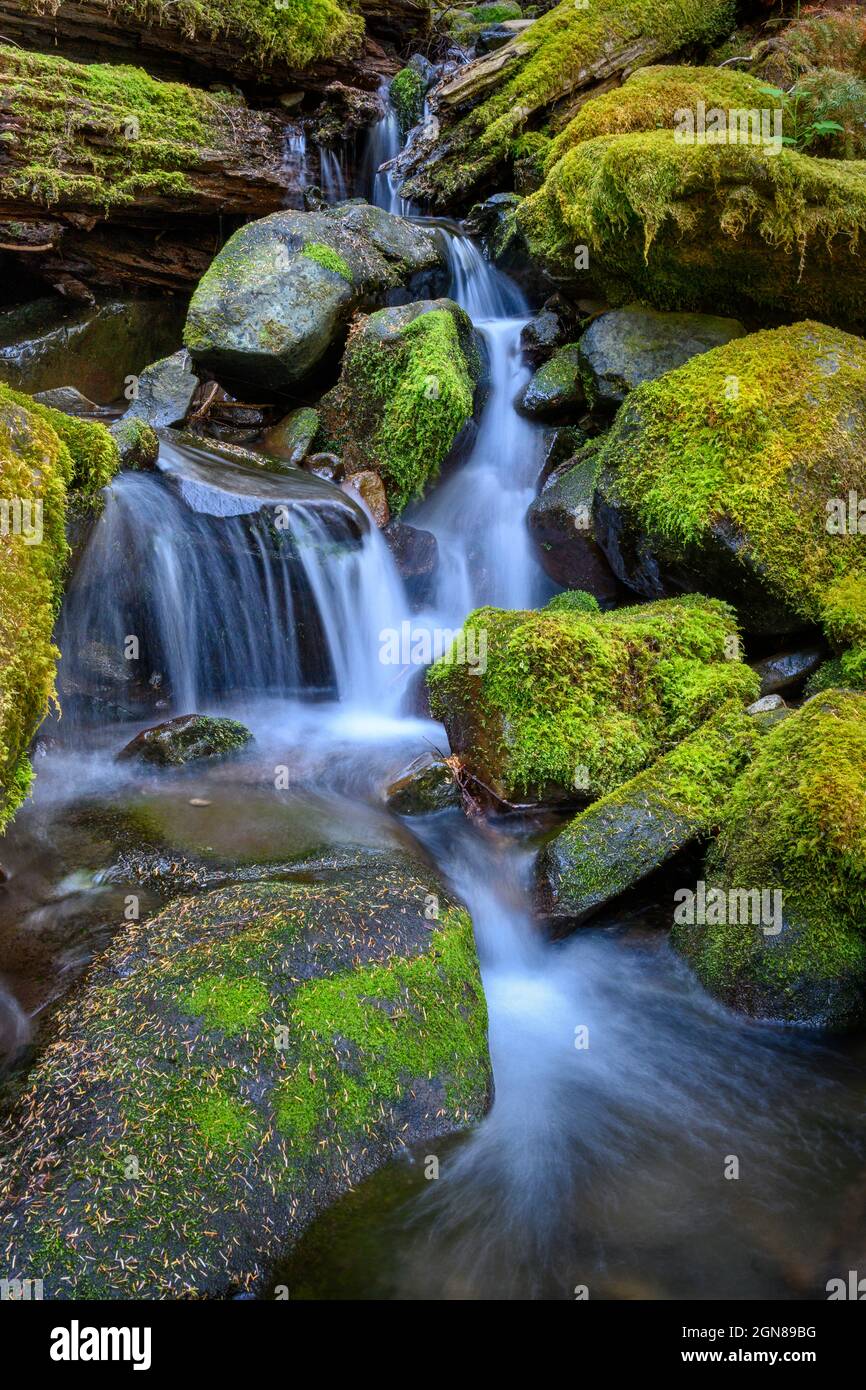 Un ruscello stagionale lo fa passare sopra e intorno le rocce coperte di muschio nel Parco Nazionale Olimpico, Washington. Foto Stock