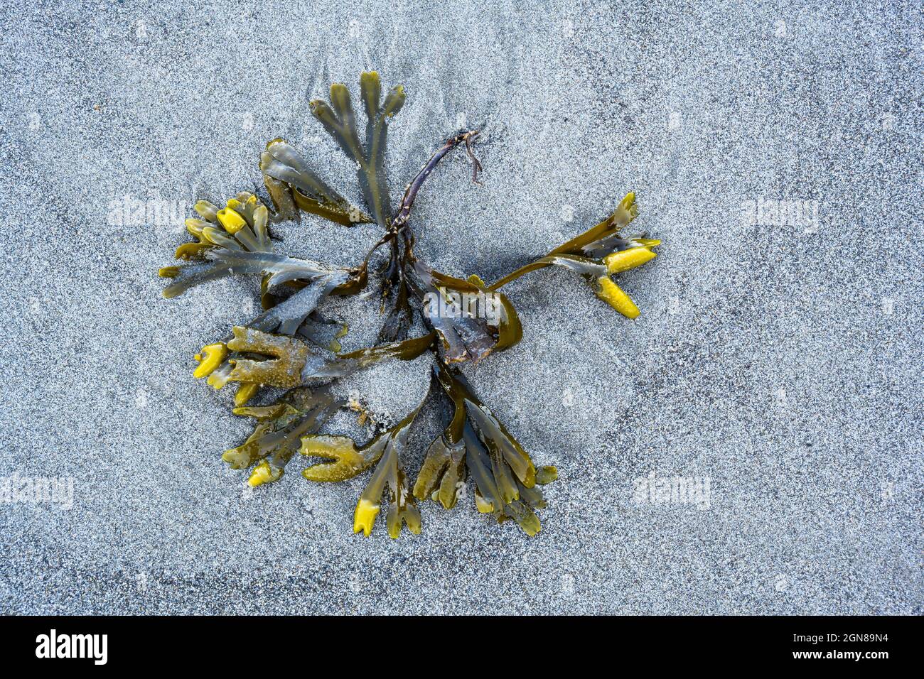 Alga e pulci di spiaggia; Rialto Beach, Parco Nazionale Olimpico, Washington. Foto Stock