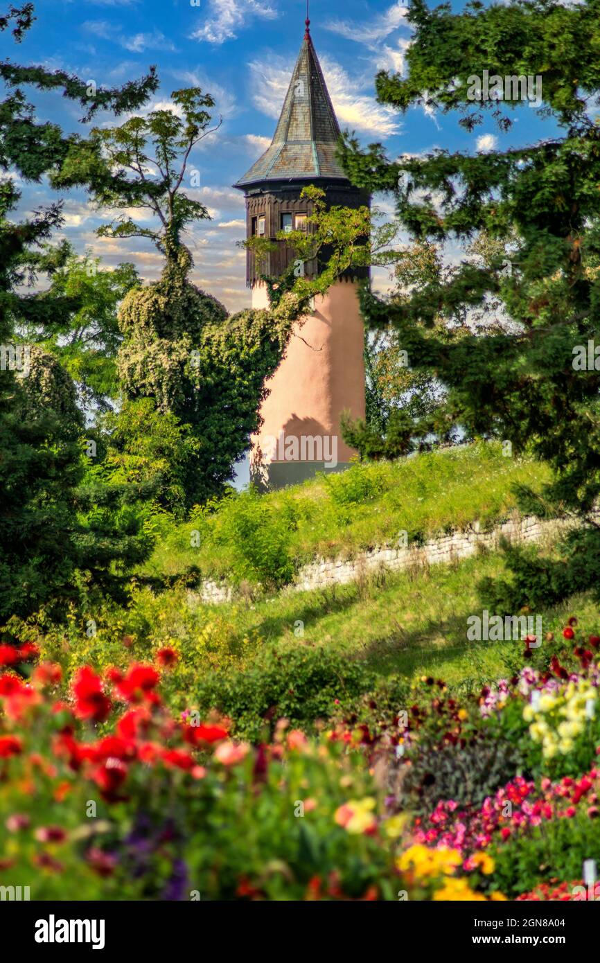 Isola di Mainau : colori di dahlias Foto Stock