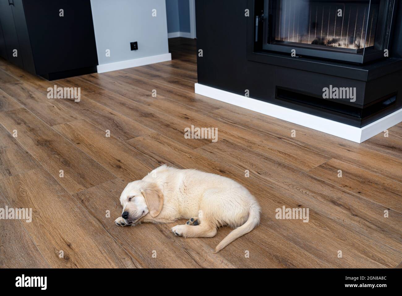 Il cucciolo di recupero dorato che dorme su moderni pannelli in vinile nel soggiorno della casa, camino visibile sullo sfondo. Foto Stock