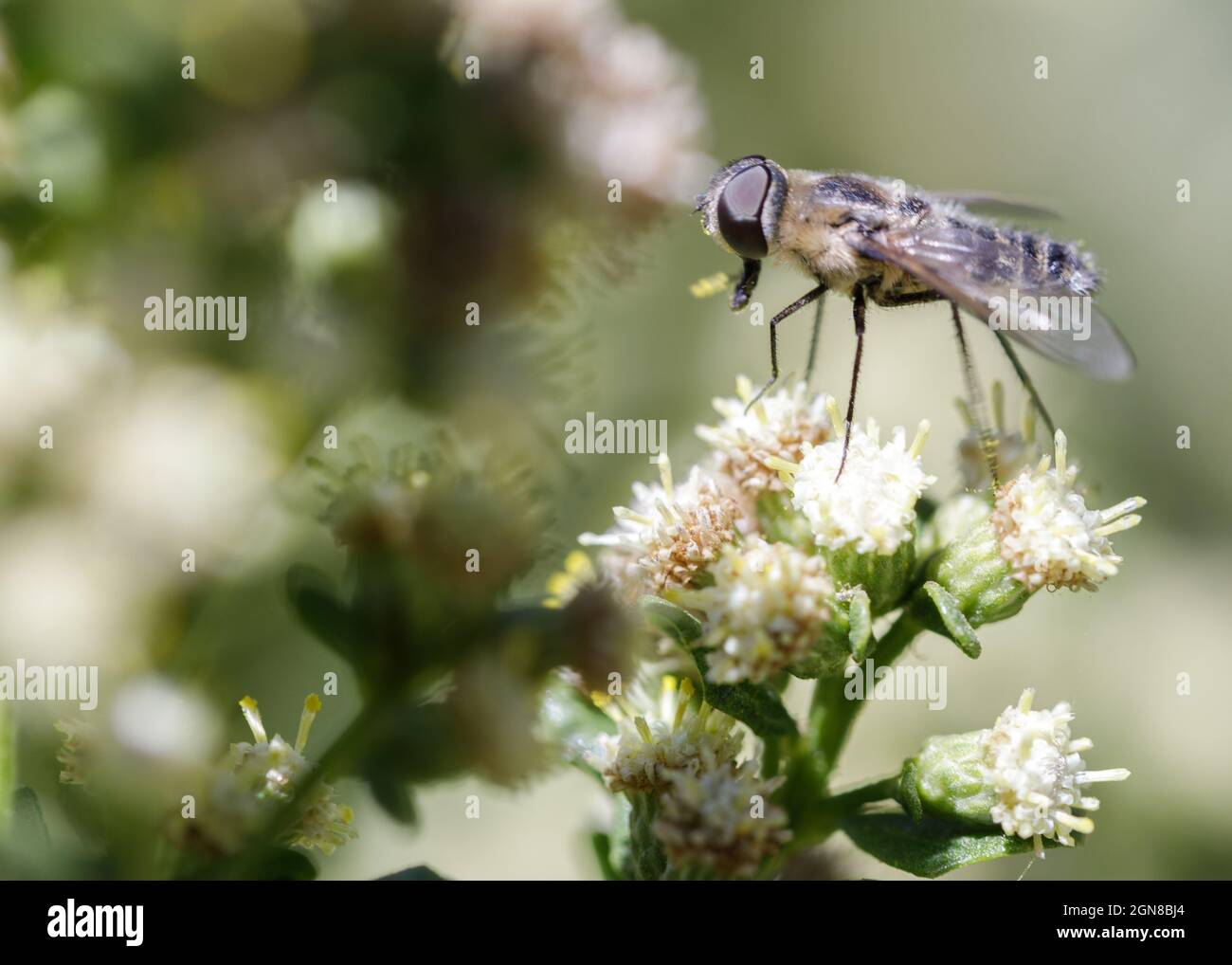 Hoverfly (AKA Flower Fly) nectaring su fiore bianco. Ed Levin County Park, Santa Clara County, California, USA. Foto Stock