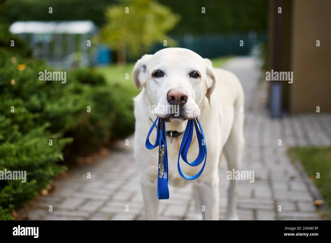 Cane in attesa di camminare. Labrador recupera in piedi con guinzaglio in bocca contro il cortile posteriore di casa. Foto Stock