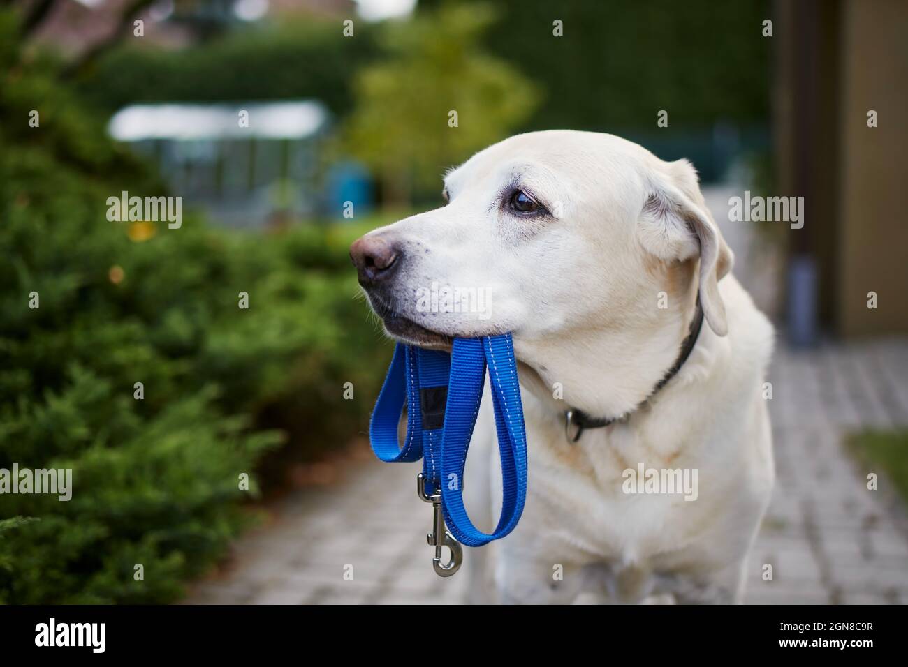 Cane in attesa di camminare. Labrador recupera in piedi con guinzaglio in bocca contro il cortile posteriore di casa. Foto Stock