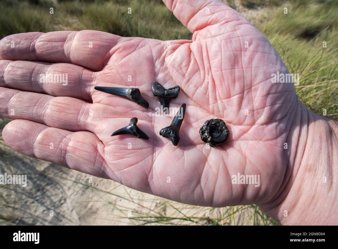 Mano che tiene diverse specie di denti di squalo Eocene fossili e pesci fossili vertebra su spiaggia sabbiosa lungo la costa del Mare del Nord in Belgio Foto Stock