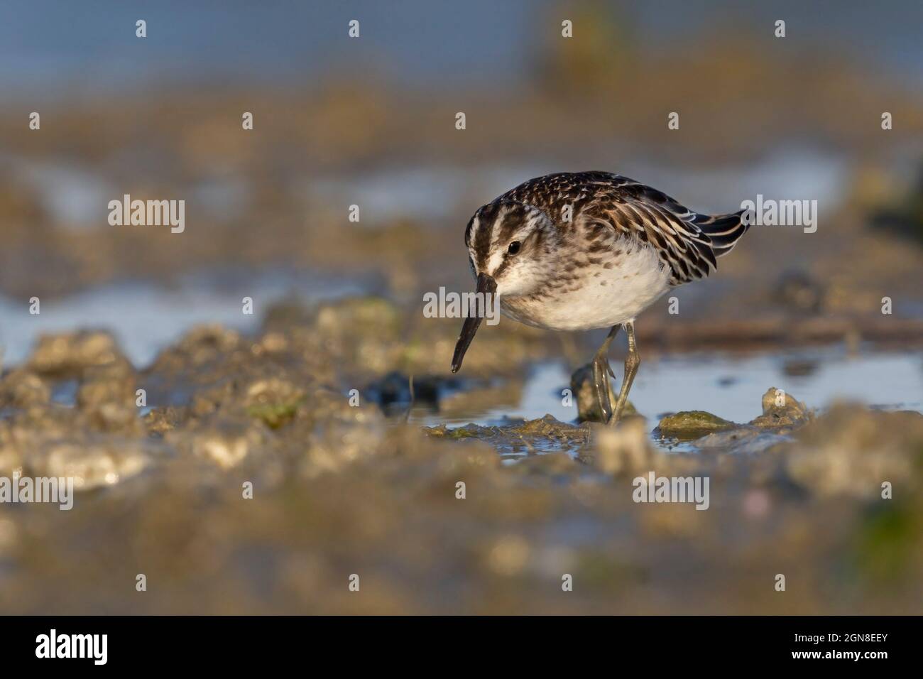 Sandpiper, sacco di Bellocchio (FE), Italia, settembre 2021 Foto Stock