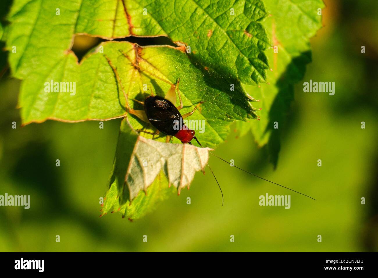 Cricket di cespuglio con testa rossa su una foglia verde Foto Stock