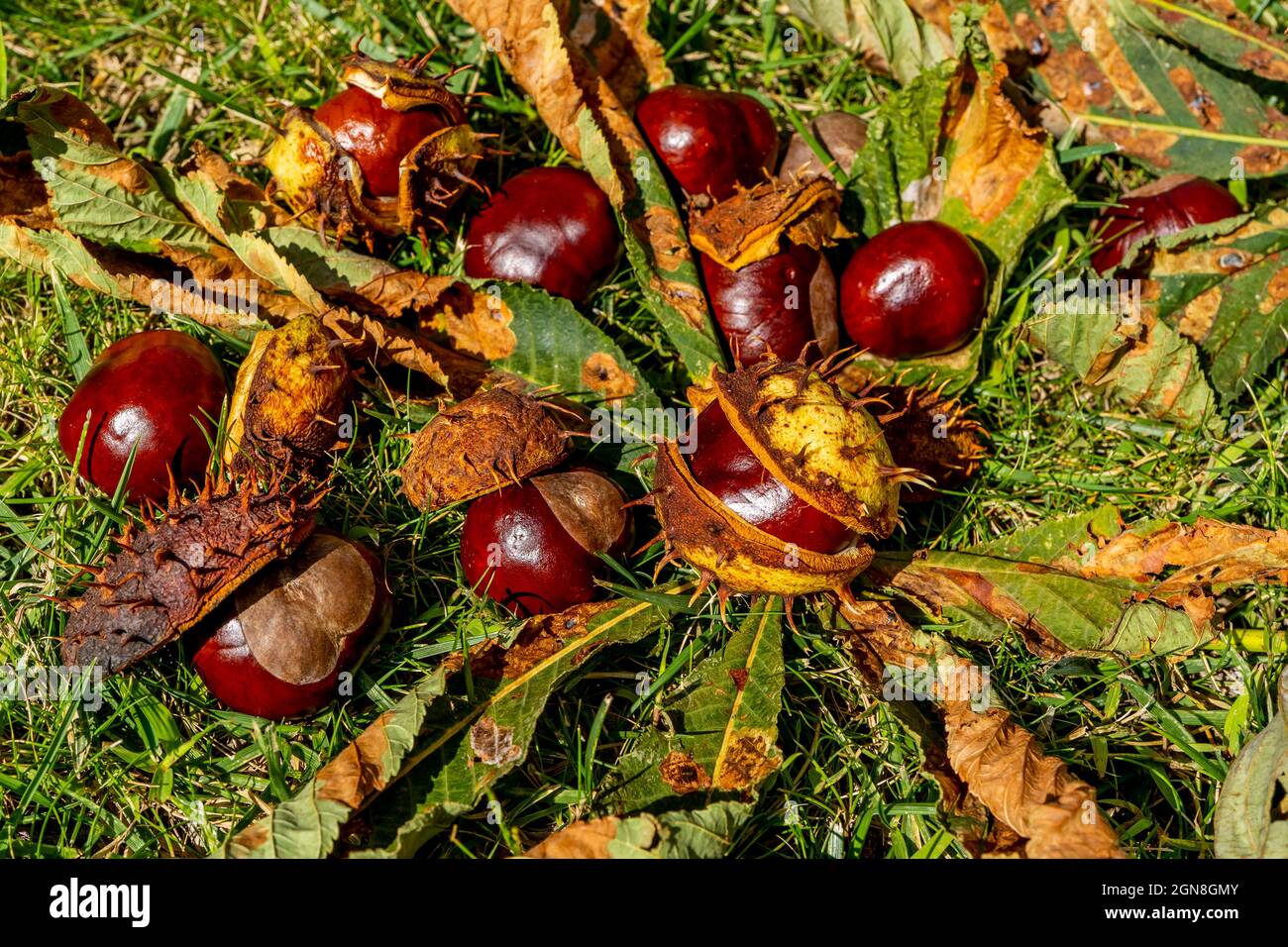 Castagno in un guscio aperto che giace tra erba d'autunno e foglie cadute. Bellissimo macro autunno primo piano. Foto di alta qualità Foto Stock