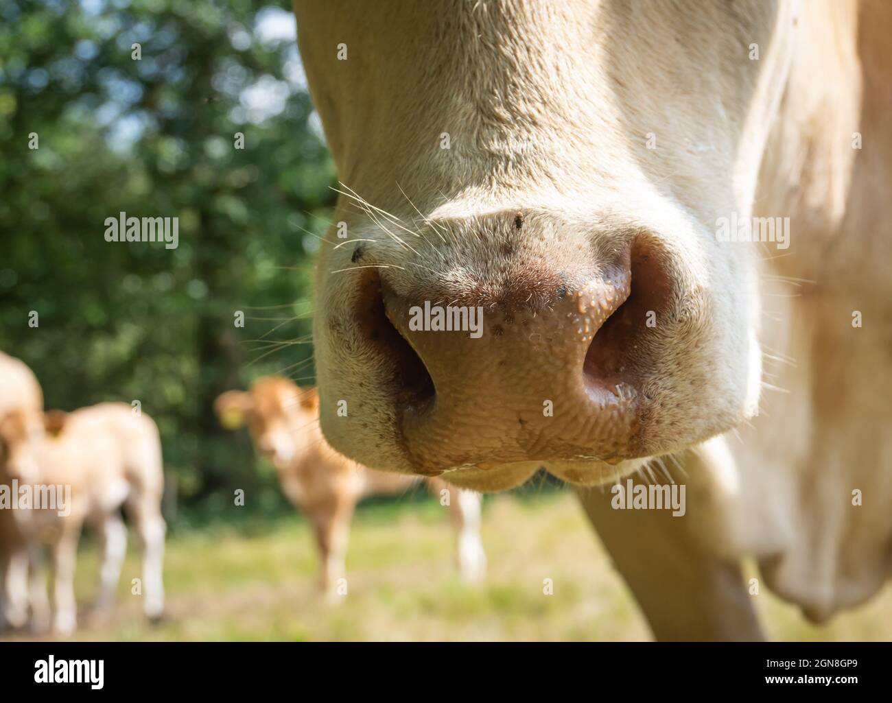Il naso della mucca si avvicina su uno sfondo sfocato Foto Stock