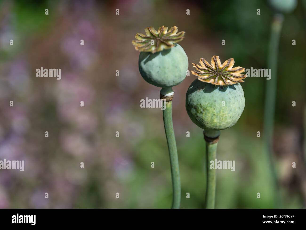 Le capsule di Poppy si chiudono su uno sfondo sfocato Foto Stock