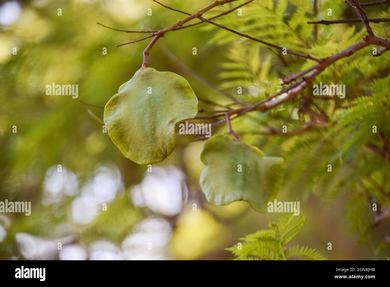 Cialda di semi di albero Jacaranda su un ramo, Zimbabwe Foto Stock