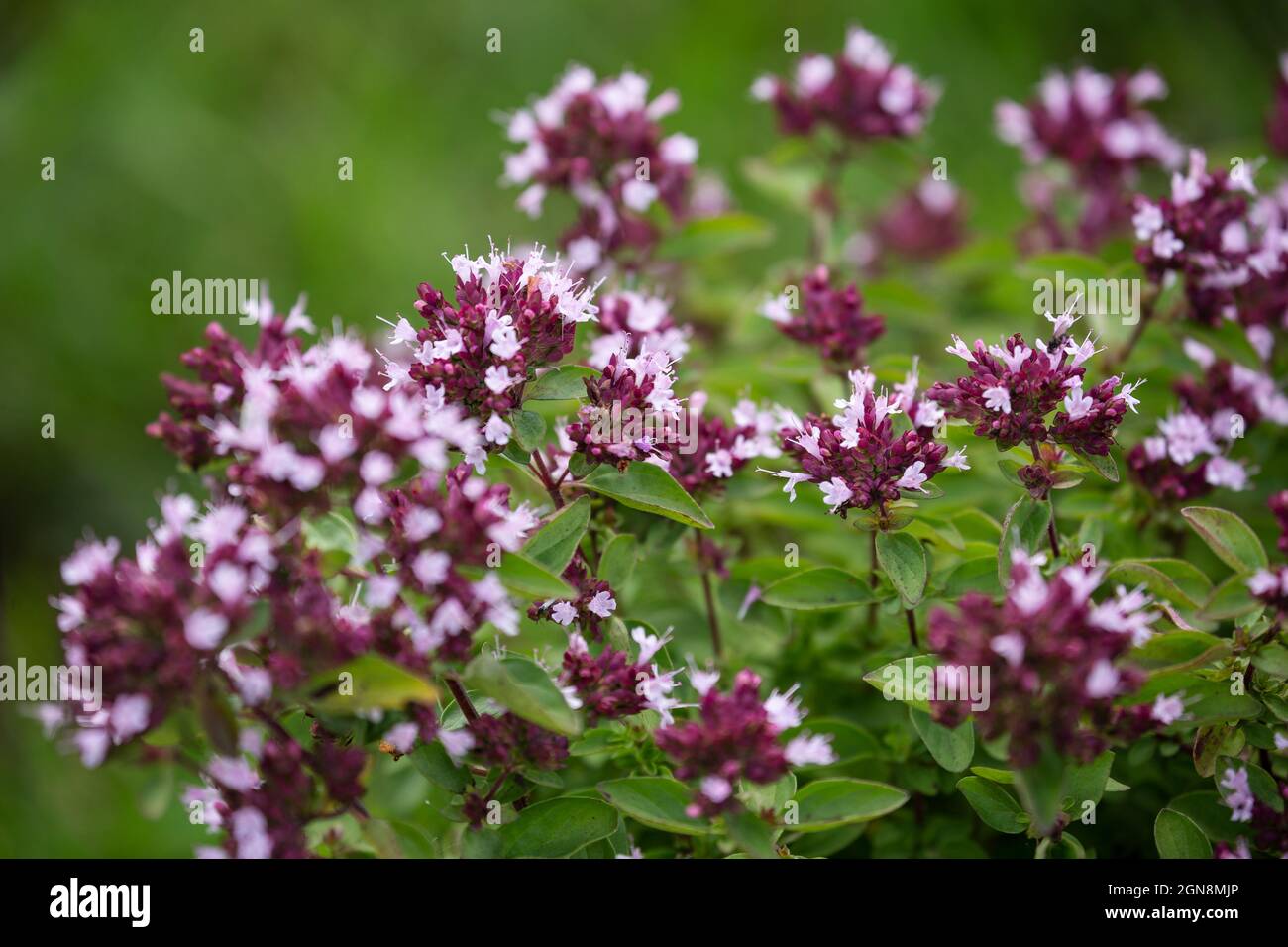 Pianta aromatica e medicinale Oregano (Origanum vulgare) con fiori rosa e viola Foto Stock