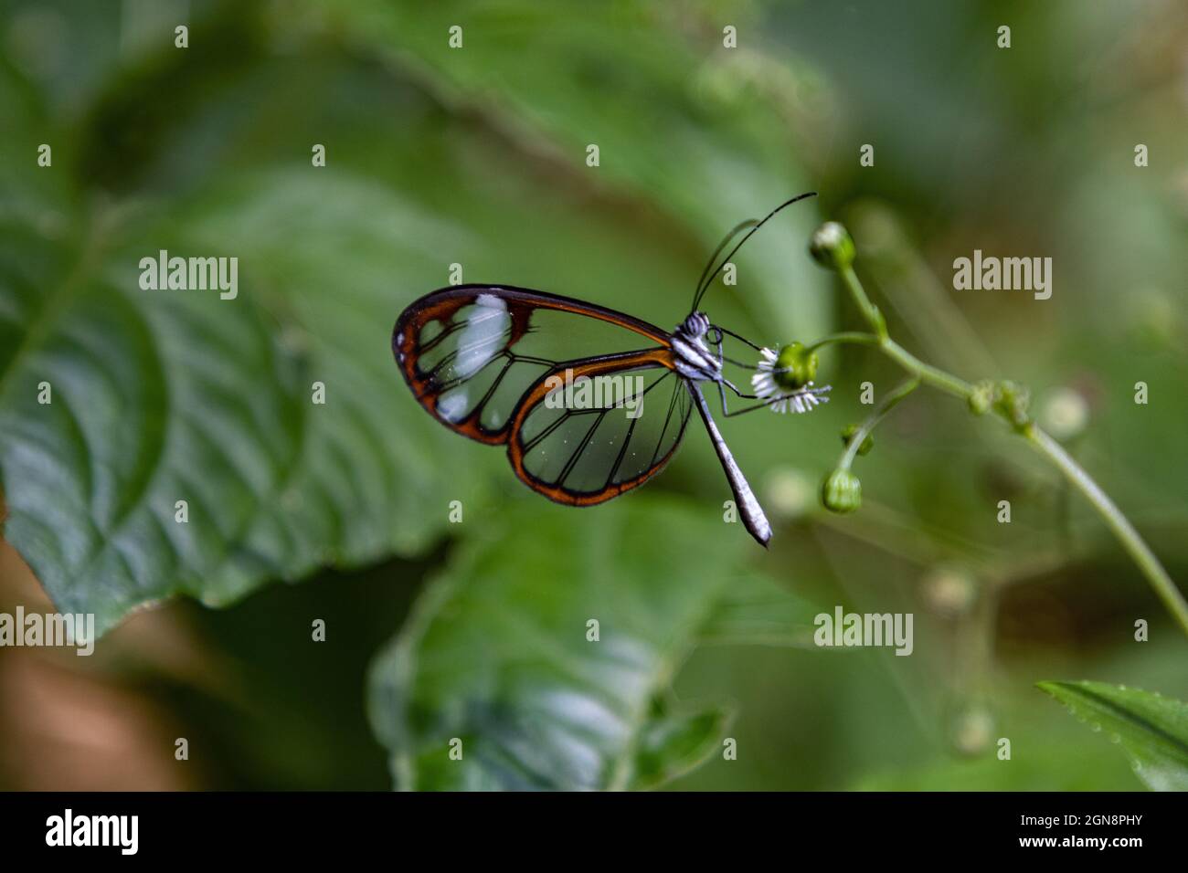 Primo piano di una farfalla di vetro (Greta oto) su una foglia verde Foto Stock