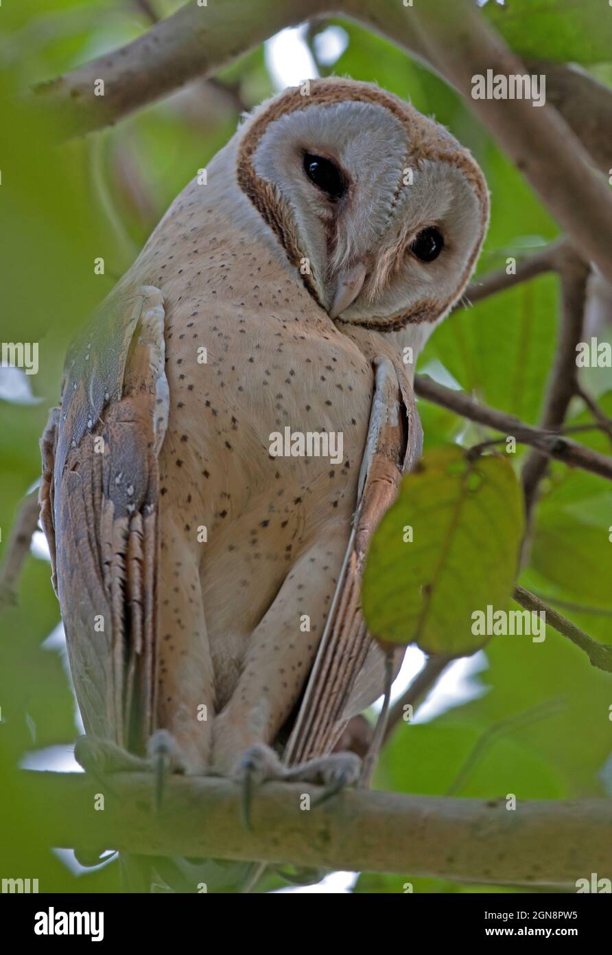 Barn Owl (Tito alba stertens) adulto arroccato sul ramo Guwahati, Assam, India Gennaio Foto Stock