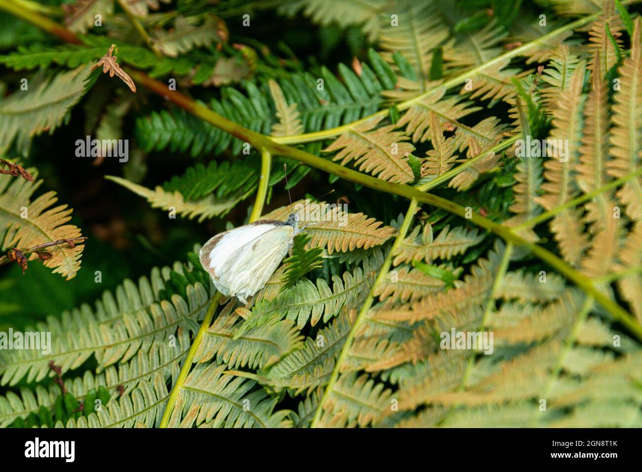 Una grande farfalla bianca (Pieris brassicae) Foto Stock