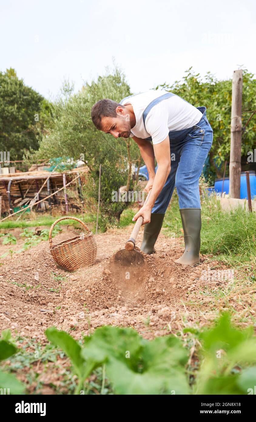 Coltivatore maschio scavando suolo con zappa da giardino a campo agricolo Foto Stock