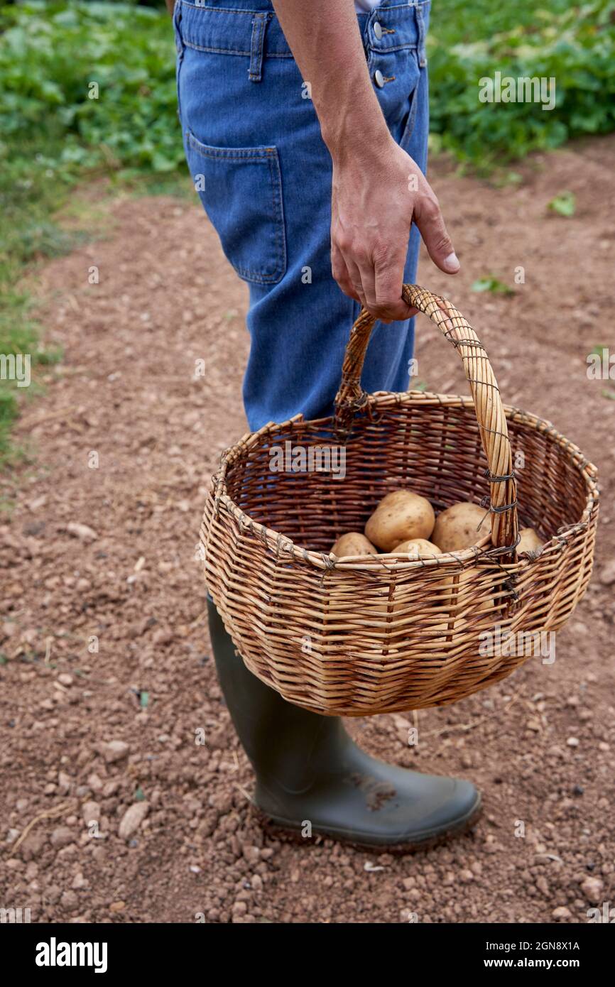 Lavoratore agricolo di sesso maschile in piedi con paniere di patate in campo agricolo Foto Stock