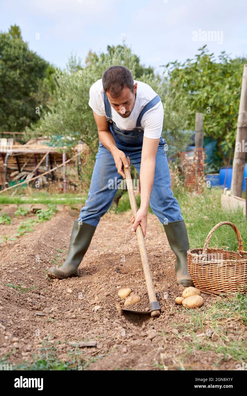 Coltivatore maschio adulto medio che usa la zappa da giardino mentre scavando il suolo in campo agricolo Foto Stock