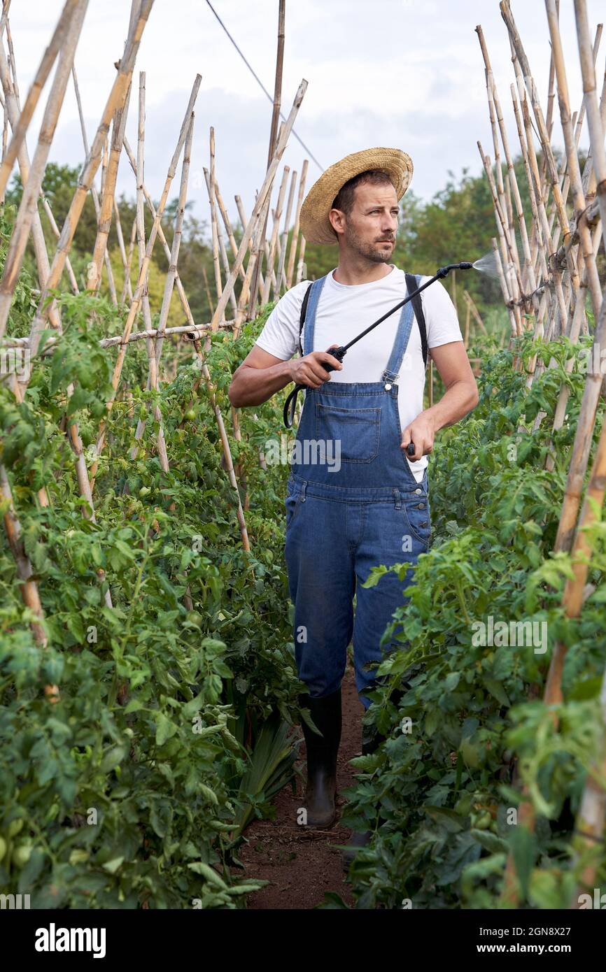 Maschio agricoltore spruzzando pesticida su piante mentre si trova in piedi a campo agricolo Foto Stock