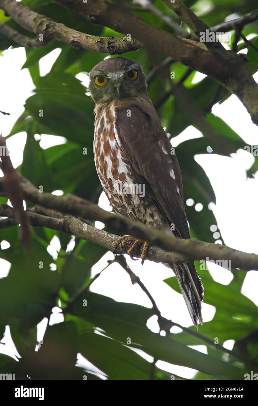 Boobook marrone (Ninox scutulata lugubris) adulto arroccato in un albero Chitwan, Nepal Gennaio Foto Stock