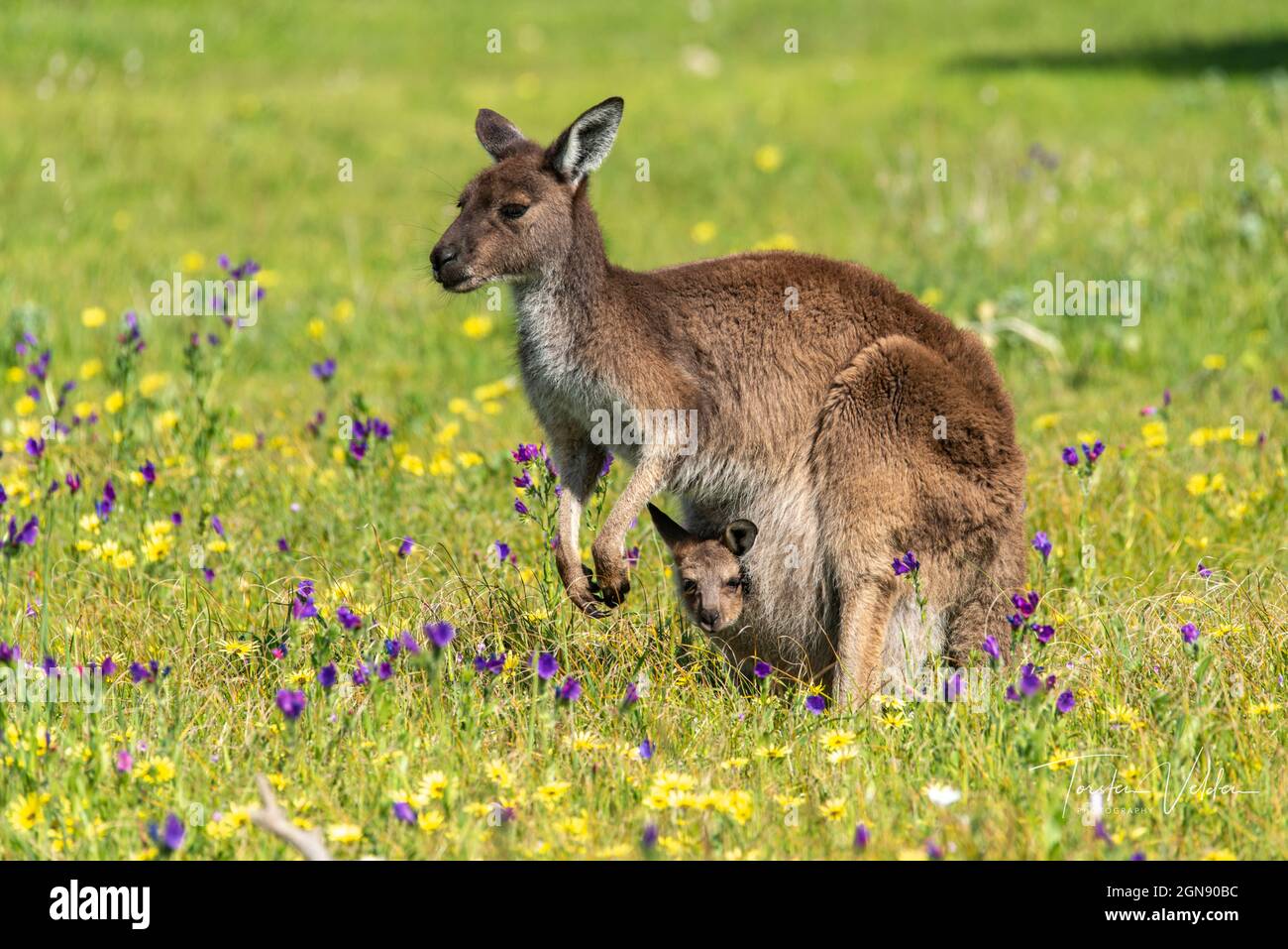 Canguro madre in piedi in primavera prato con giovane in tasca Foto Stock