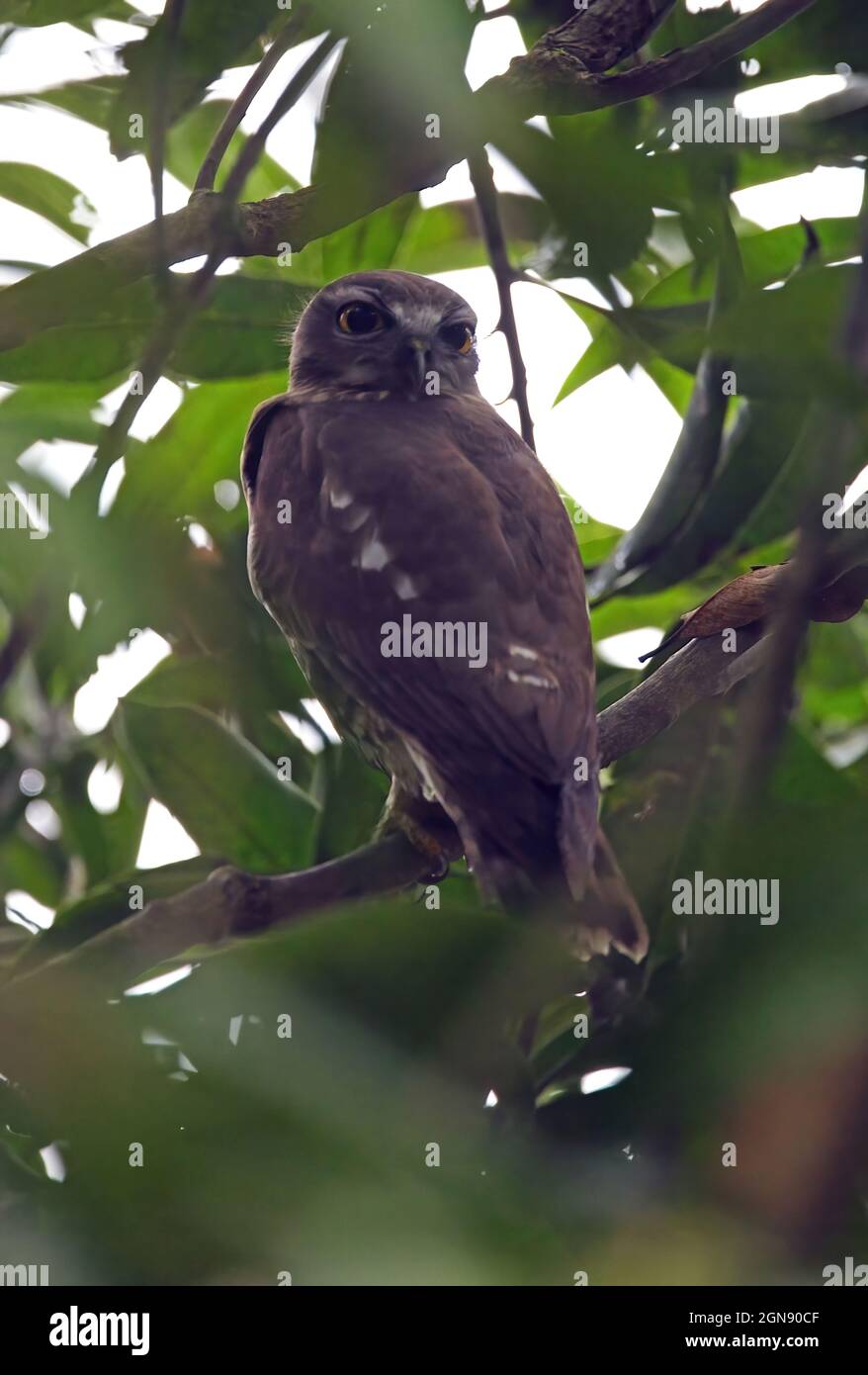 Boobook marrone (Ninox scutulata lugubris) adulto arroccato in un albero Chitwan, Nepal Gennaio Foto Stock