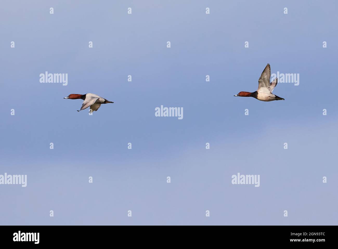 Due maschi comuni di pochard in volo (Aythya ferina). Uccelli in volo Foto Stock