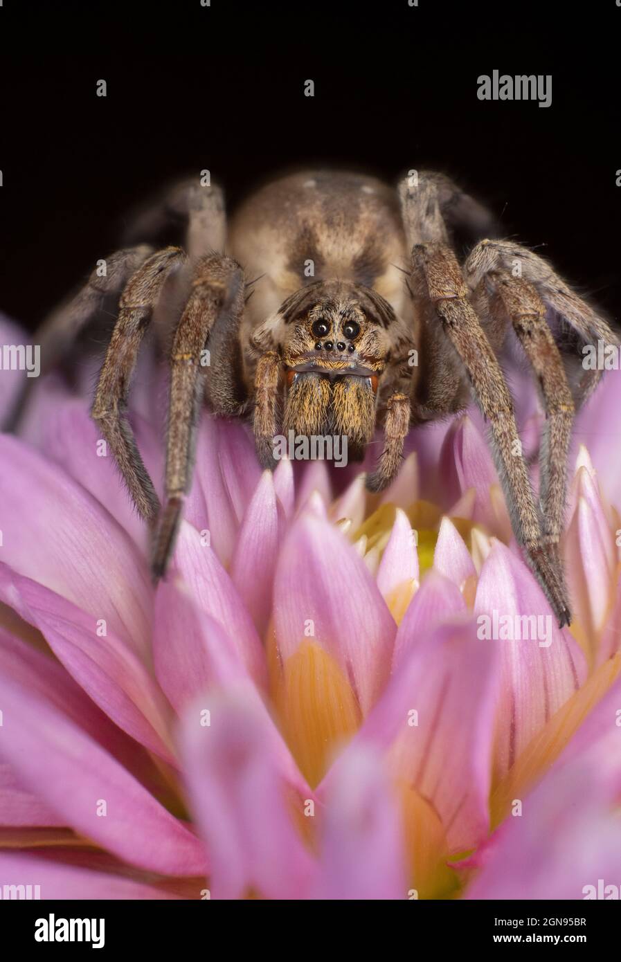 Casa ragno (Tegenaria domestica) su un fiore colorato, macro estrema Foto Stock