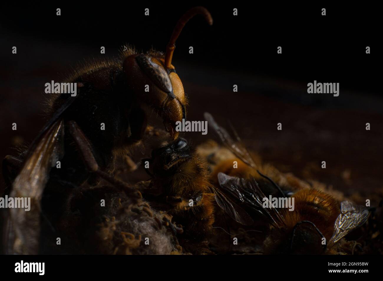 Macro di corno europeo (Vespa crabro) mangiare un'ape miele, spaventoso Foto Stock