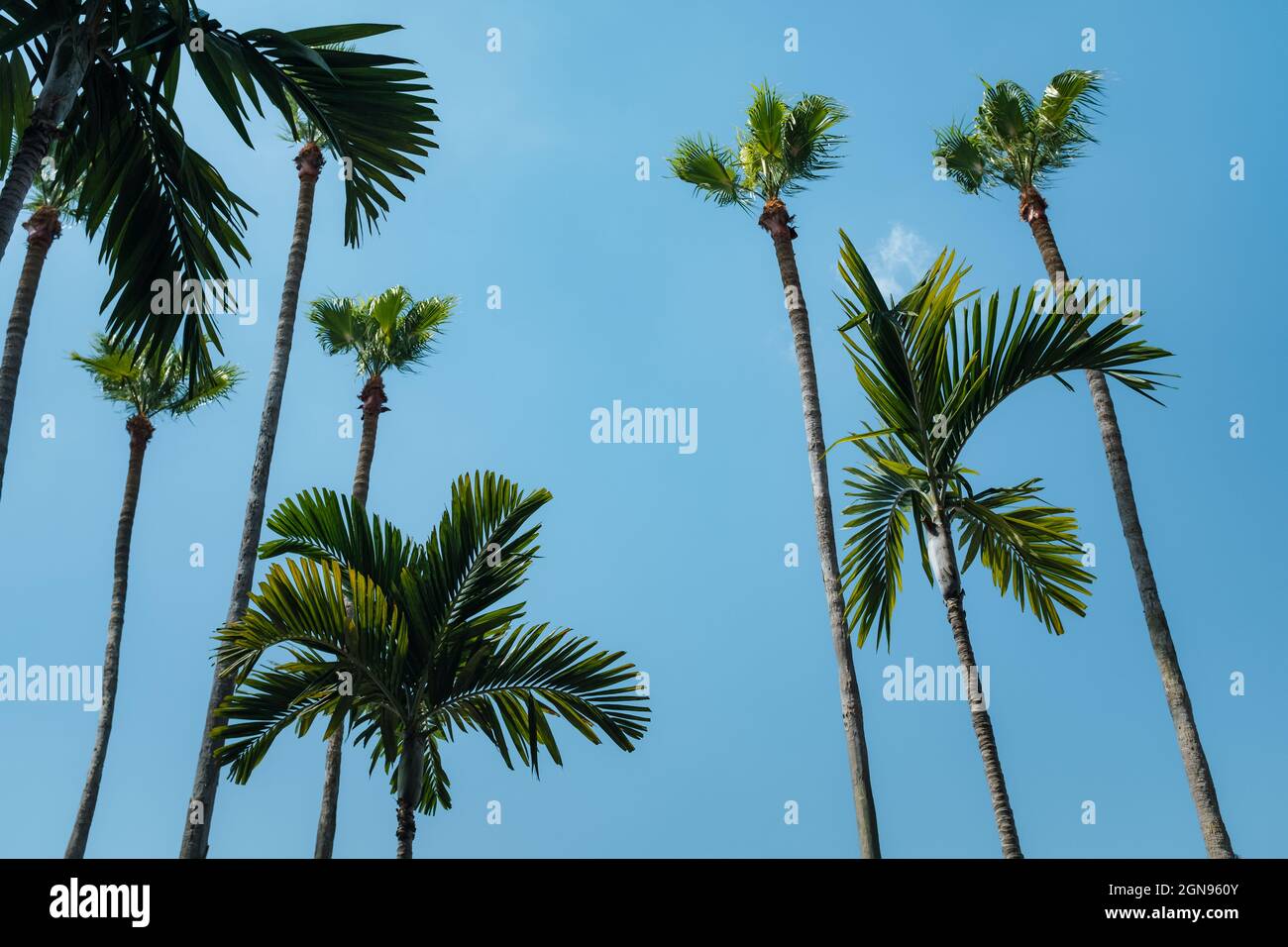 alberi di palma a Tampa contro il cielo blu chiaro Foto Stock