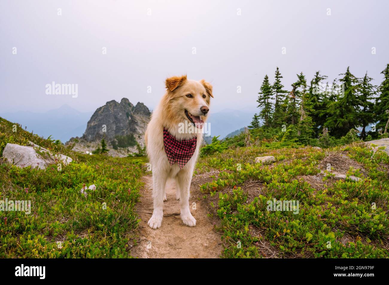 Soffice escursione con cani nelle montagne della cascata nord Foto Stock